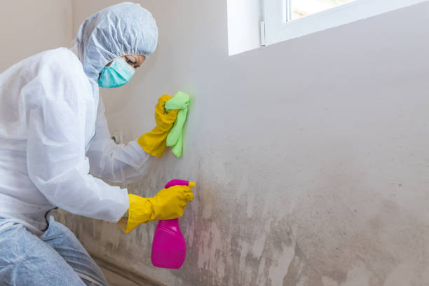 Best Attic Mold Removal  in USA